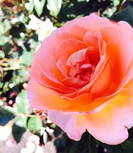 Breaking the Stress Cycle with Flower Power